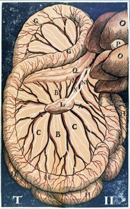 Il pancreas da Gasparo Aselli